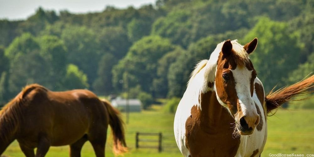 Show Horse Funny Names for Stallions