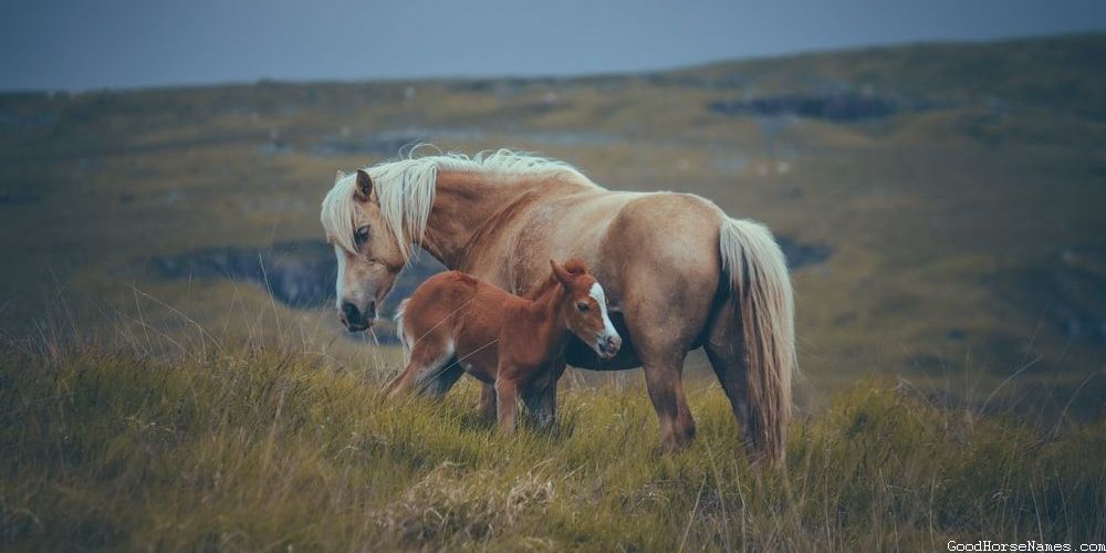 Show Horse Names for Stallions That Represent Their Conformation