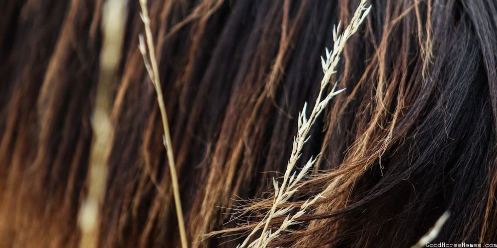 Show Horse Names for Stallions That Represent Their Trainability