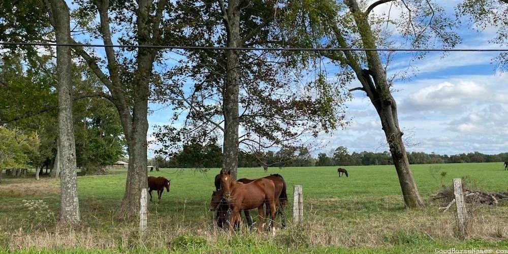 Silly Horse Funny Names