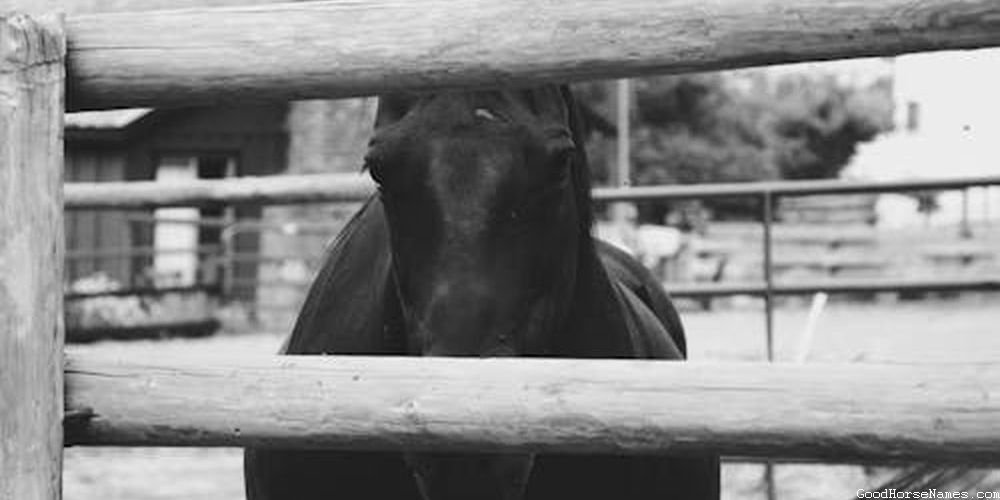 Silver Dapple Pinto Horse Funny Names