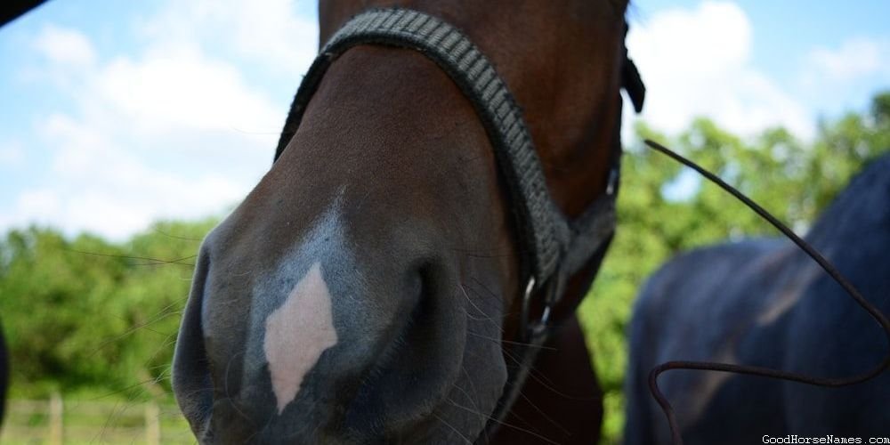 Silver Dapple Pinto Horse