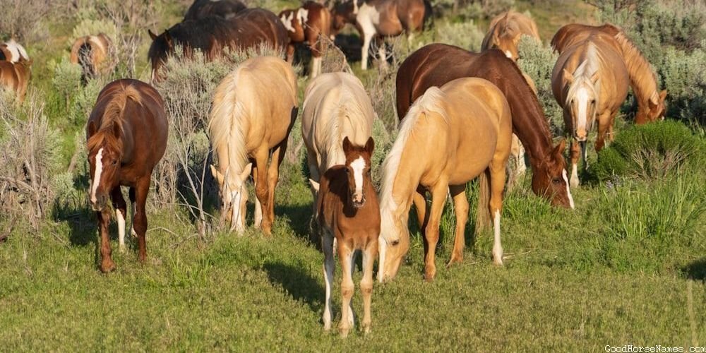 Simple Horse Names That Represent Their Simplicity