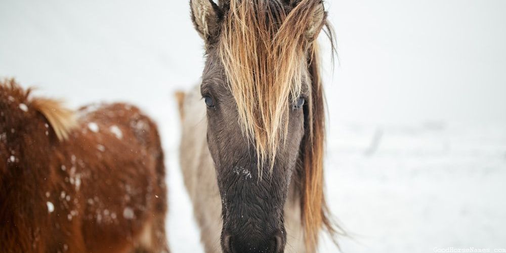 Sioux Horse Funny Names