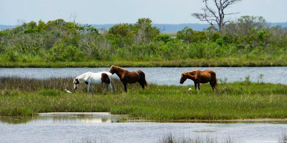 Sioux Horse Names That Represent Their Strength
