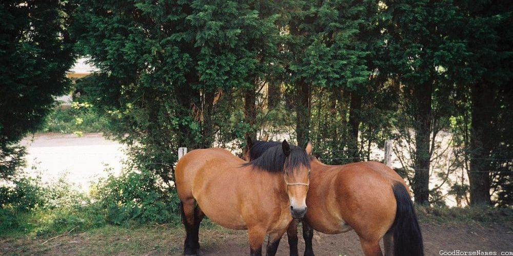 Sioux Horse Names That Represent Their Striking Coats