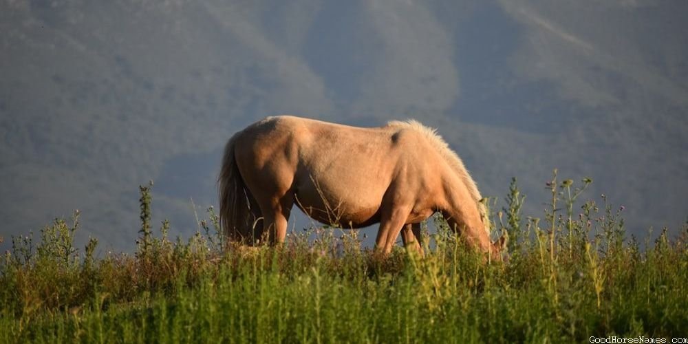 Skeleton Horse Stealthy Names