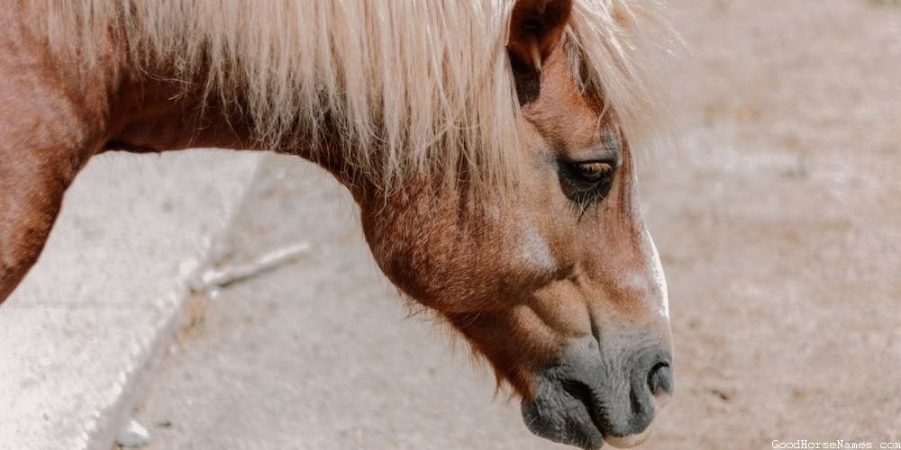 Sophisticated Horse Funny Names