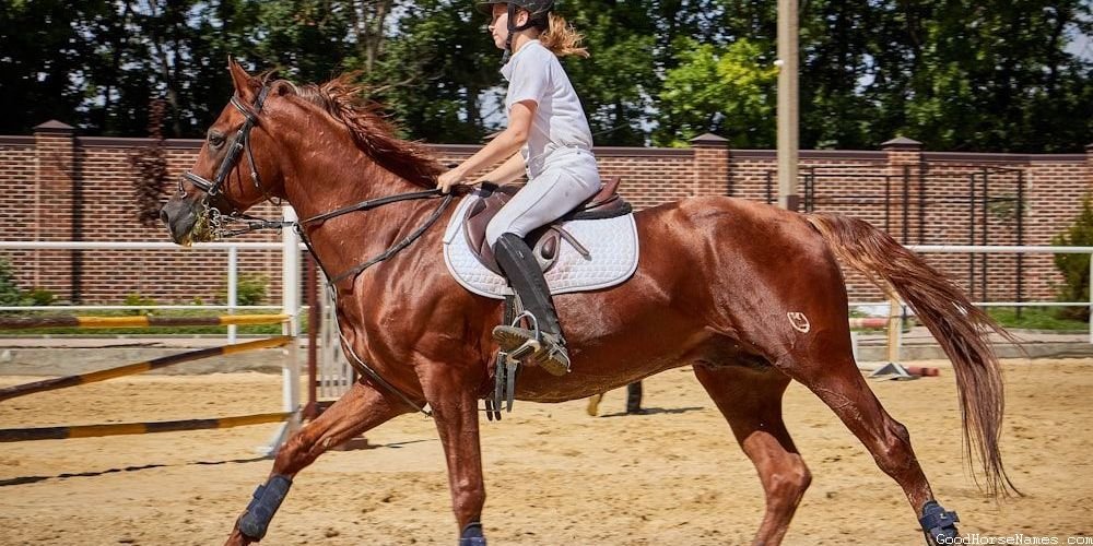 Sophisticated Horse Names That Represent Their Discipline