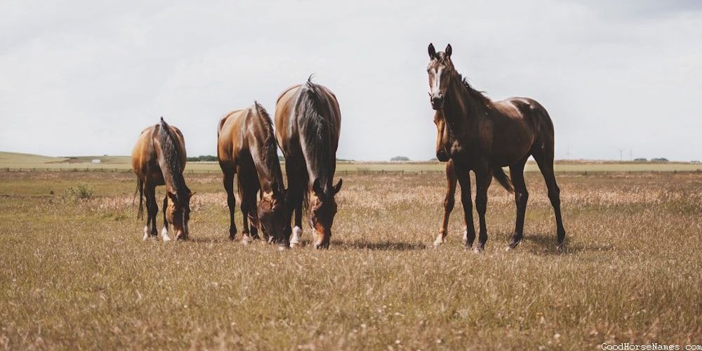 Southern Horse Names That Represent Their Gentleness