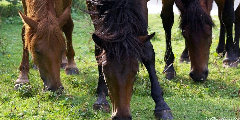 Southern Horse