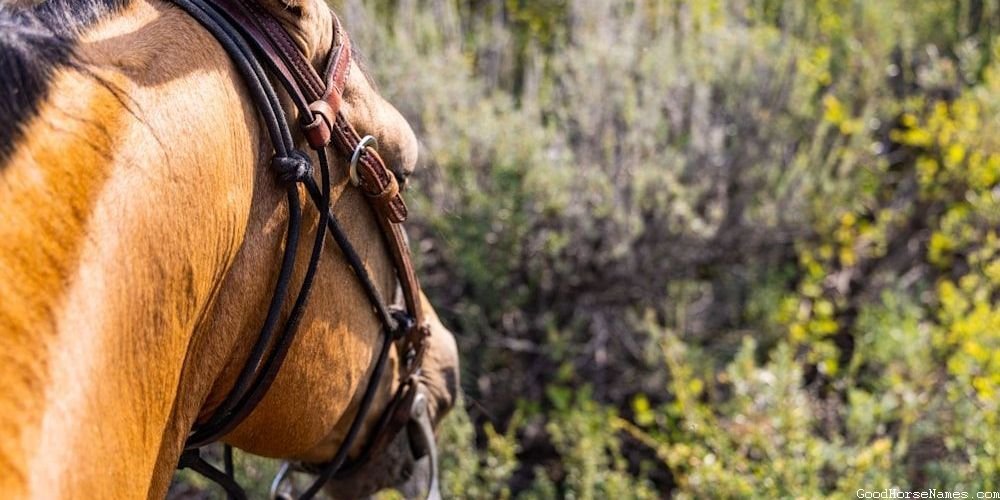Spanish Stallion Horse Funny Names
