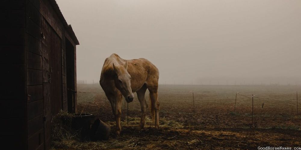 Spanish Stallion Horse Powerful Names