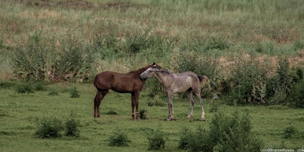 Spanish Stallion Horse