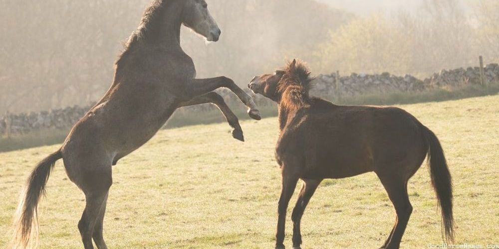 Sports Teams Inspired Bucking Horse Names