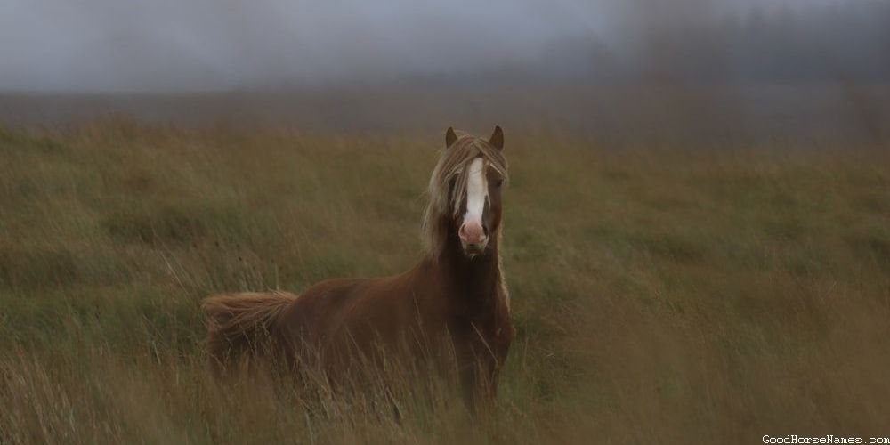 Sports Teams Inspired Carousel Horse Names