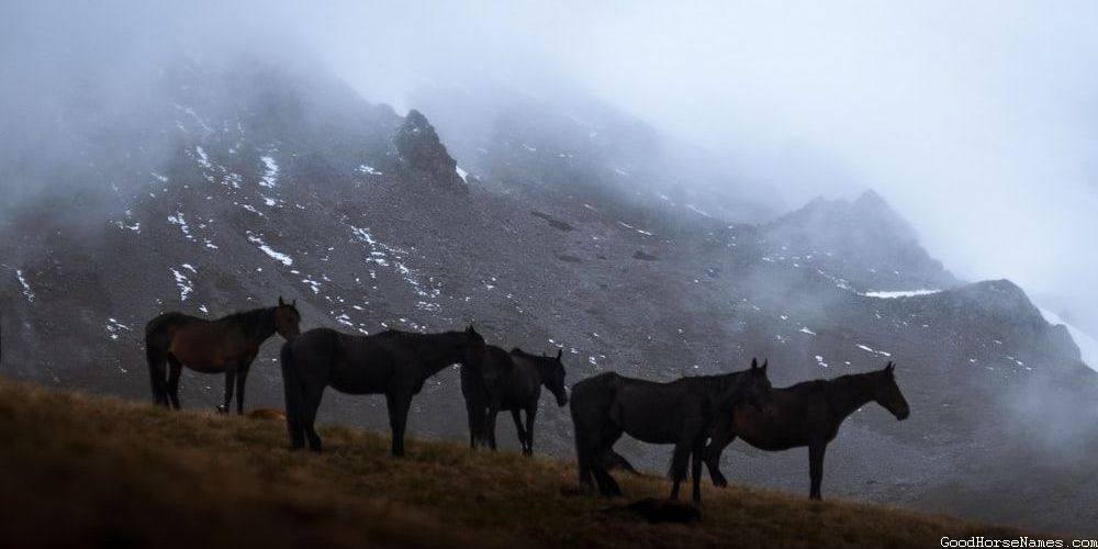 Sports Teams Inspired Celebrity Horse Names