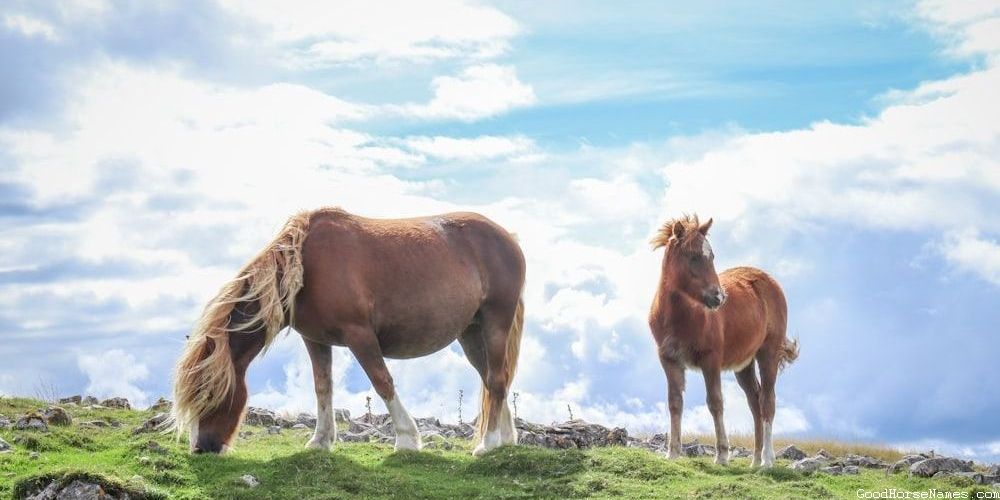 Stereotypical Horse Names That Represent Their Loyalty