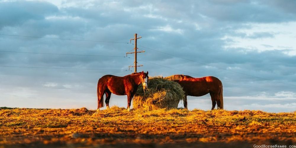 Striped Horse Names That Represent Their Playful Nature