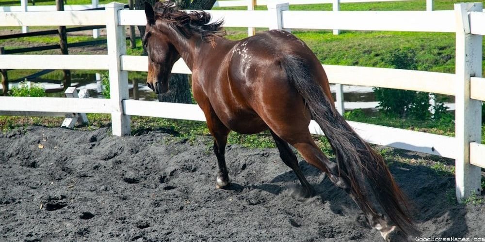 Striped Horse Powerful Names