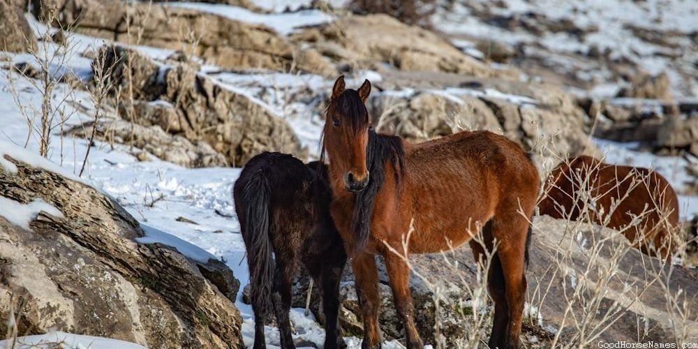 Strong Elegant Horse Funny Names