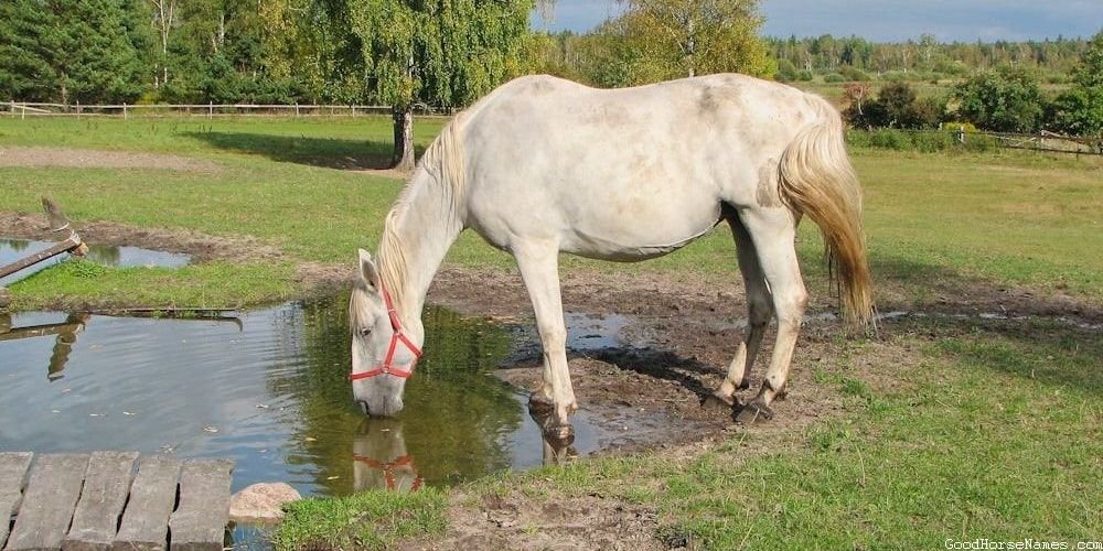 Strong Elegant Horse Names That Represent Their Speed