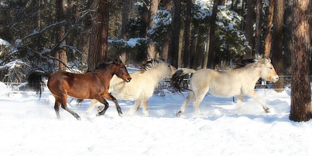 Strong Elegant Horse Popular Names