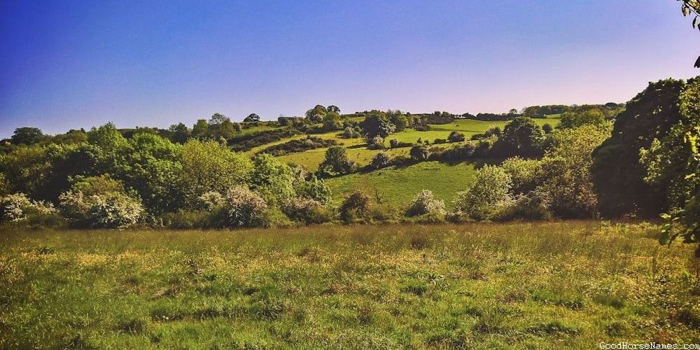 Tan Female Horse Powerful Names