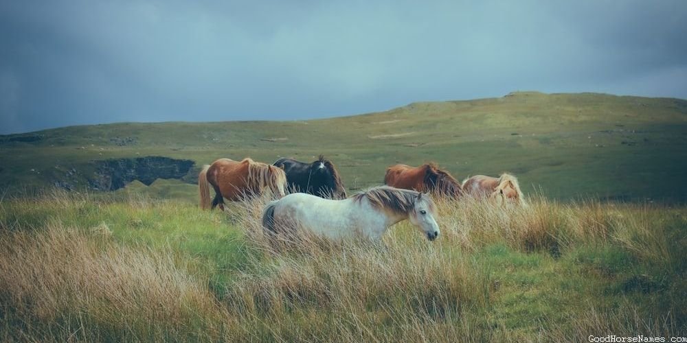 Tan Horse Funny Names