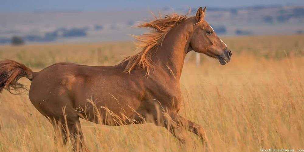 Texas Horse Powerful Names