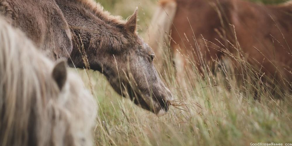Thoroughbred Race Horse Funny Names