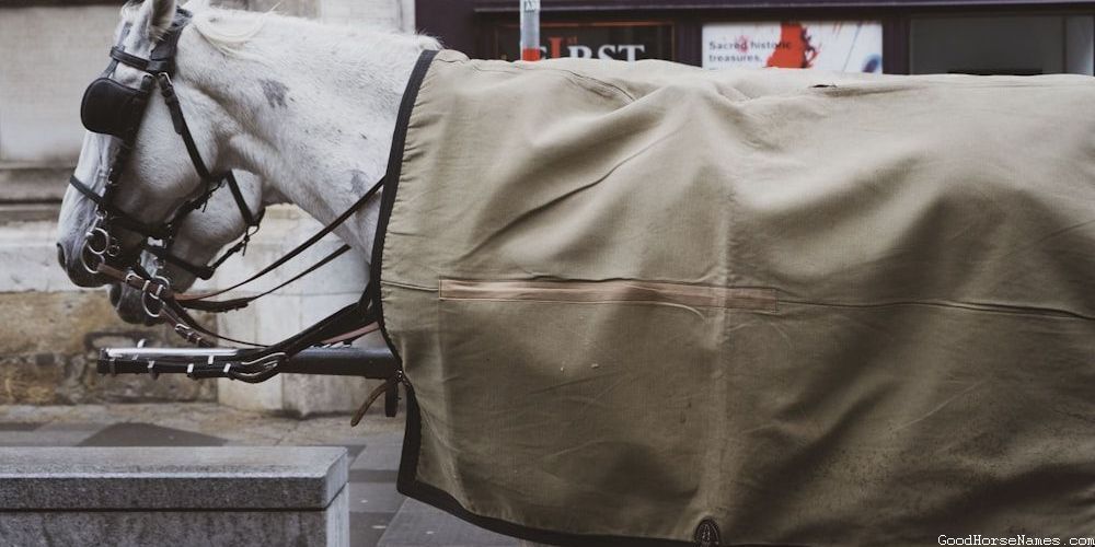 Tough Horse Funny Names