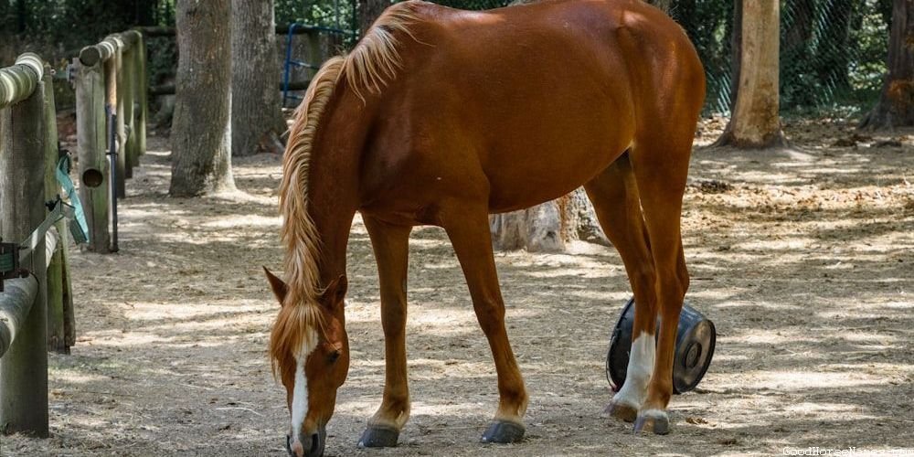 Tough Horse Names That Represent Their Strength