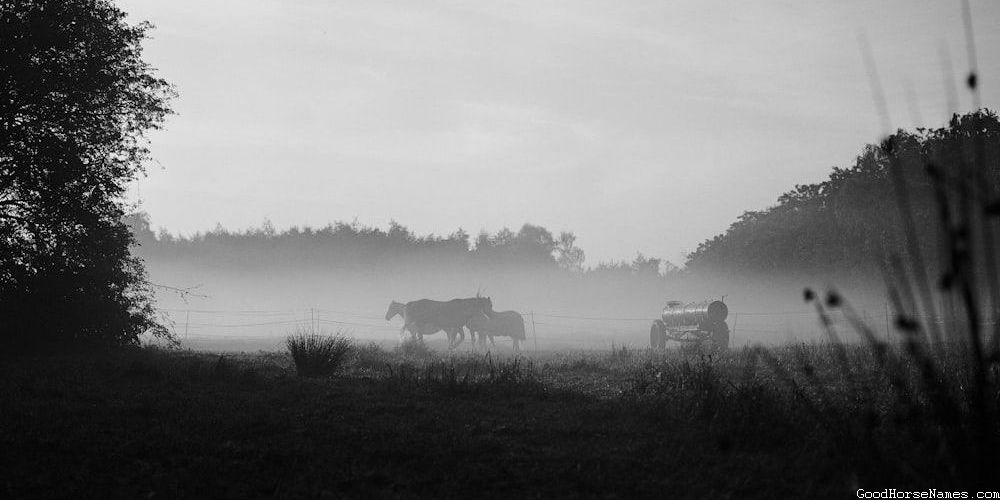 Tough Redneck Horse Names