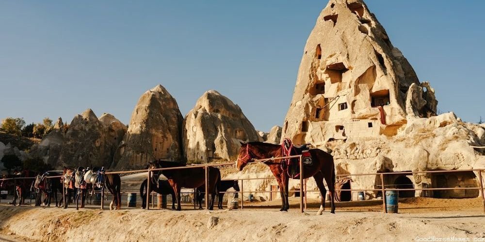 Turkish Horse Funny Names