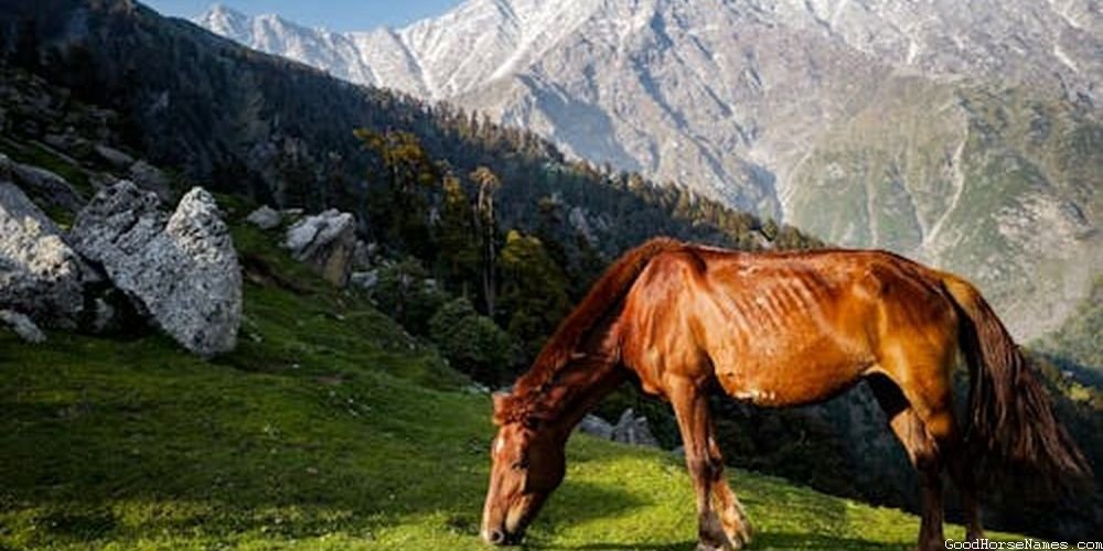 Turkish Horse Names That Represent Their Appearance