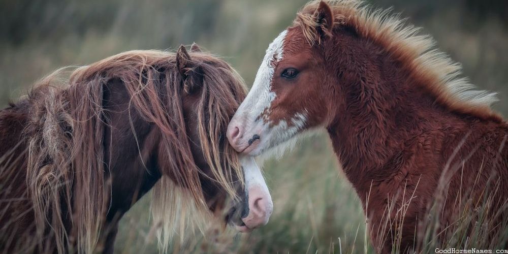 Turkish Horse Powerful Names
