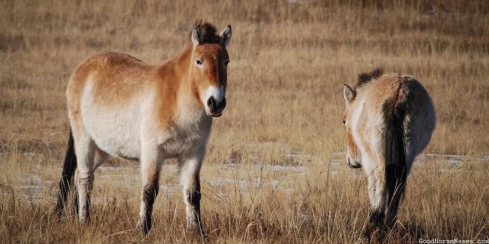 Turkoman Horse Names That Represent Their Elegance