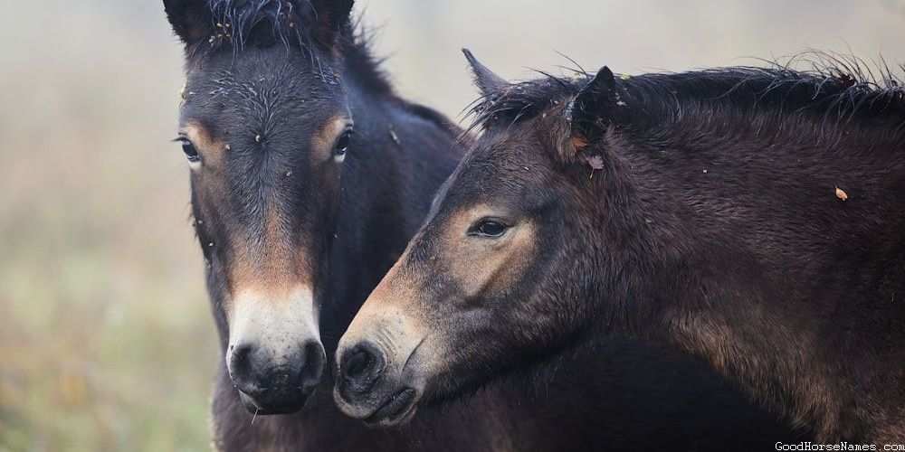 Turkoman Horse Names That Represent Their Height