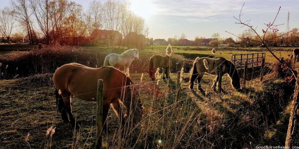Turkoman Horse Names That Represent Their Temperament