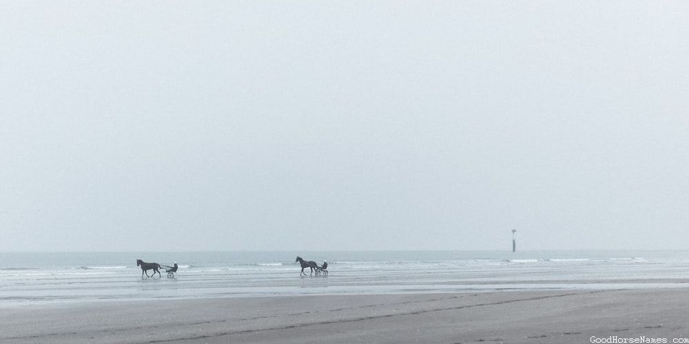 Turkoman Horse Powerful Names