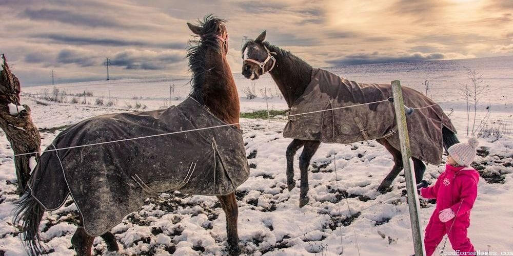 Two Word Horse Funny Names