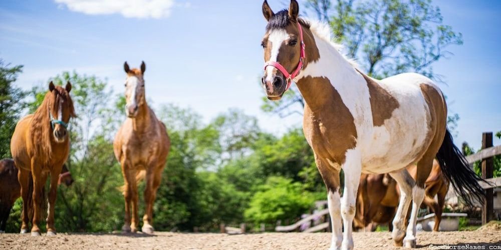 Unique African Horse Names