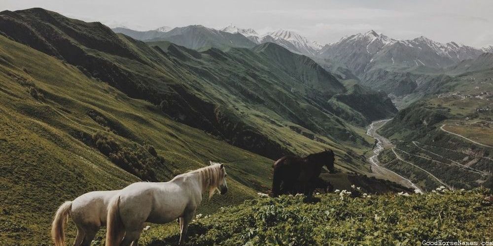 Unique Brown and White Paint Horse Names