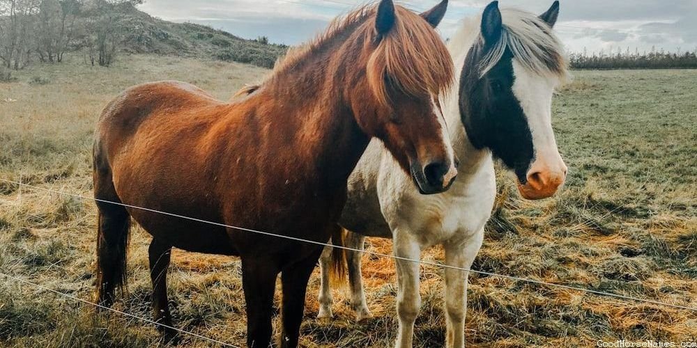 Unique Clydesdale Horse Names