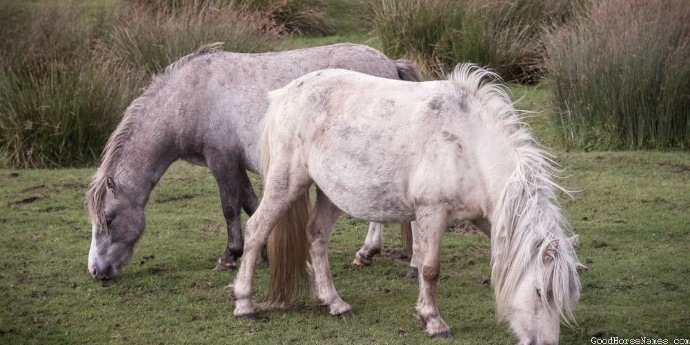 Vampire Horse Funny Names