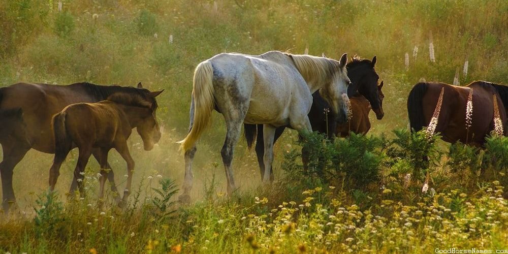 Vampire Horse Names That Represent Their Glowing Eyes