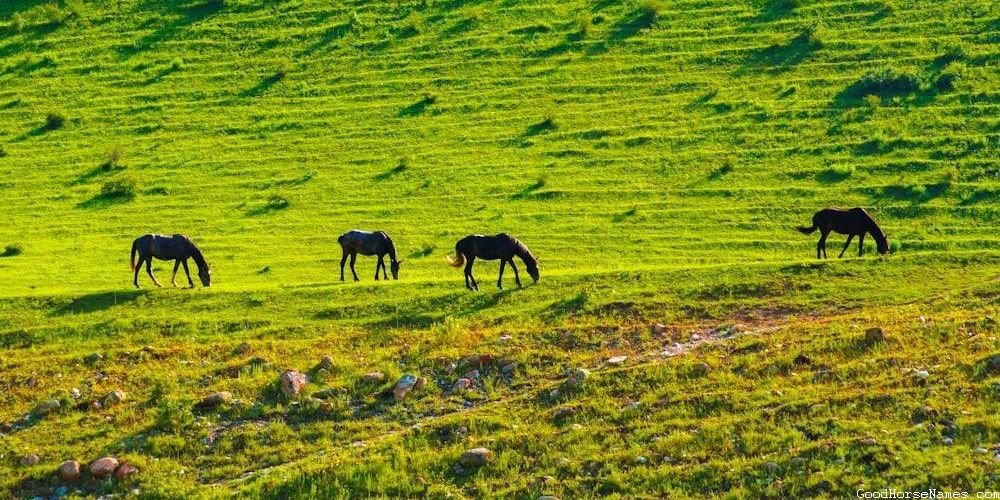 Vampire Horse Names That Represent Their Mysteriousness