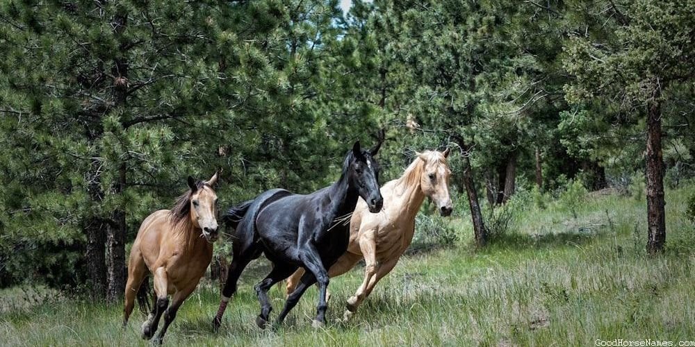 Victorian Horse Names That Represent Their Grace