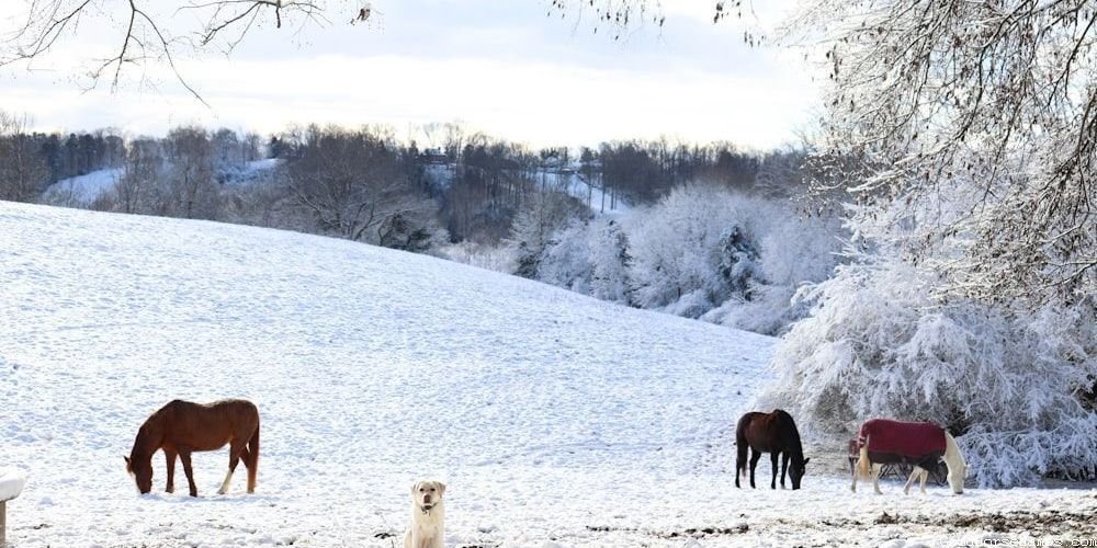 Whiskey Horse Names That Represent Their Boldness